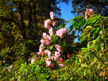 Weiß rosa farbene Kirschblüten leuchten in der Sonne. Umgeben von strahlend grünem Blattwerk heben sie sich gegen den tiefblauen Himmel ab