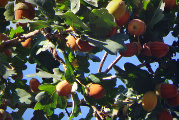 Rotbraune Eicheln inmitten grünen Blattwerks leuchten vor sonnigem September-Himmel.