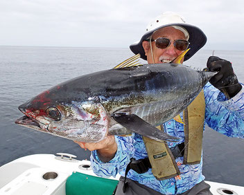 Yellowfin tuna caught will fishing for Skipjack