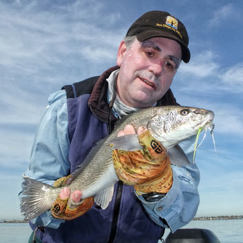 Corbina caught on the fly in San Diego Bay