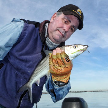 Typical San Diego Bay Bonefish caught fly fishing