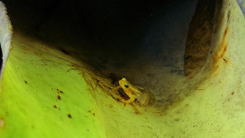 Der goldene Frosch von Guyana