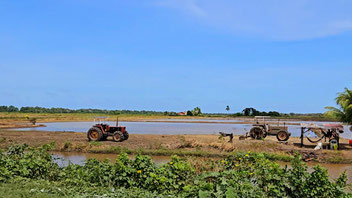 New Nickerie - das Reiszentrum von Suriname