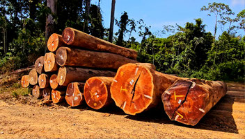 Qualitativ hochwertiges Holz aus dem Brokopondo-Stausee