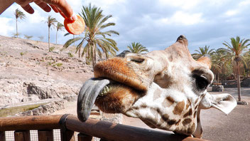 Giraffe, Giraffenfütterung, Oasispark Fuerteventura, Giraffenzunge