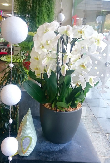 Orchidee