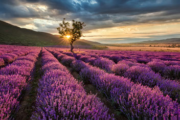 blühendes Lavendelfeld bei Sonnenuntergang