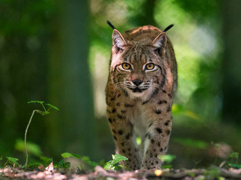 Luchs Pfälzer Wald Wildtiere