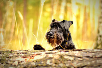 schwarzer Terrier steht hinter einem Baustamm und schaut mit aufgestützter Pfote über den Baumstamm
