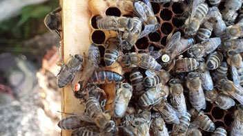 Seit dem Frühjahr ein Team: Zwei Königinnen in einem Bienenvolk