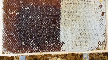 Volles Honigrähmchen: Die Honigernte 2022 geht gerade dem Ende zu