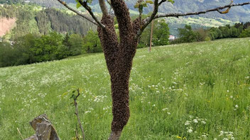 Mai/Juni als Höhepunkt der Schwarmzeit unserer Bienen im Maltatal