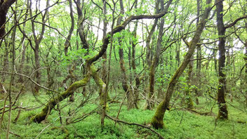 Eichen im Stenholt Skov