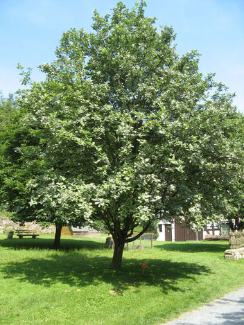 Baum des Jahres 2024     Echte Mehlbeere     Sorbus aria s. str.   