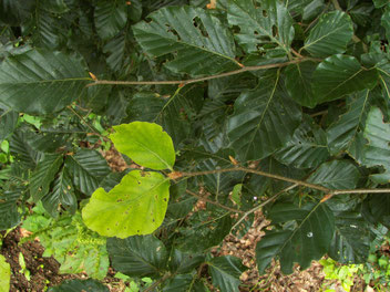    Baum des Jahres 2022     Rotbuche     Fagus sylvatica L.