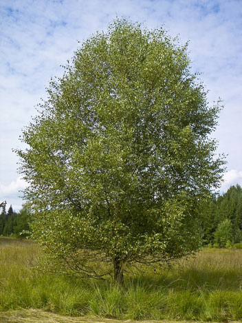    Baum des Jahres 2023     Moor-Birke     Betula pubenscens