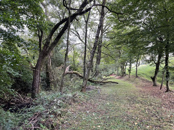 Das Totholz am Holzbach ist auf der anderen Seite wichtig für den Lebensraum vieler Tiere und Organismen.