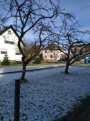 Die Grundstücke vor der Fällung der Bäume am 31.01.2021. Gut zu erkennen sind die roten Markierungen auf den Stämmen.