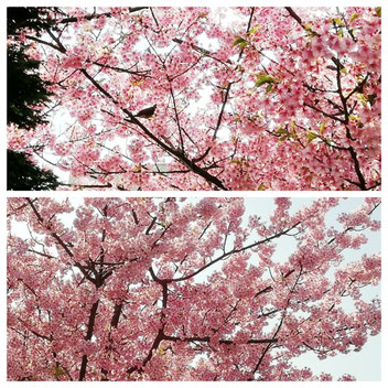 2019年の日本の桜です