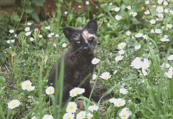handgefilztes Katzenportrait aus Wolle zwischen Blumen im Garten realistisch