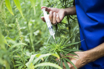 Eine Marihuana Pflanze wird modifiziert 