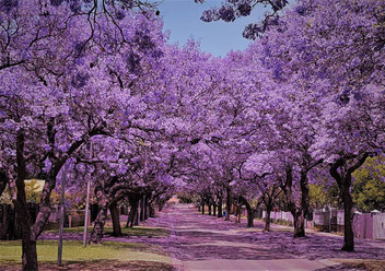 Muy numerosas en Marbella, importadas de Sudamérica, descubrirás su vistosa floración de marzo a junio