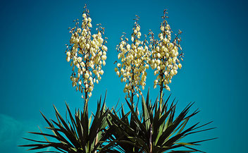 Originaria del SE de Estados Unidos y México, su tallo floral de verano es espectacular y puede medir hasta 2m