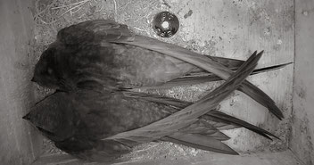 Foto: Naturwissenschaftlicher Verein Goslar e. V.