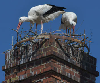 Weißstörche in Stegaurach - Bild: Max Dorsch