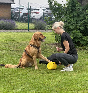 Junghundekurs, Hundetraining, Hundeschule, Butzbach, World of Dogs