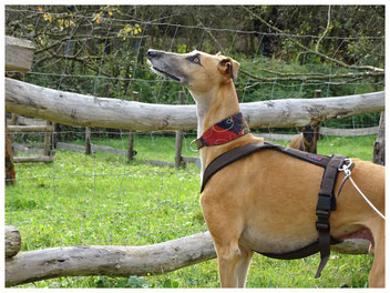 Hundetraining, Lernspaziergang, Althütte, Rems-Murr-Kreis