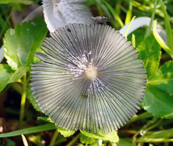 Scheibchentintling, Gartenarbeitsschule