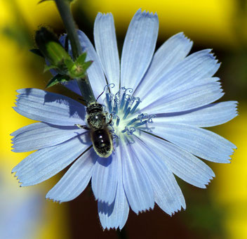 Stahlblaue Mauerbiene, Gartenarbeitsschule