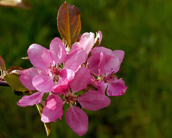 Apfel Roter Mond, Gartenarbeitsschule