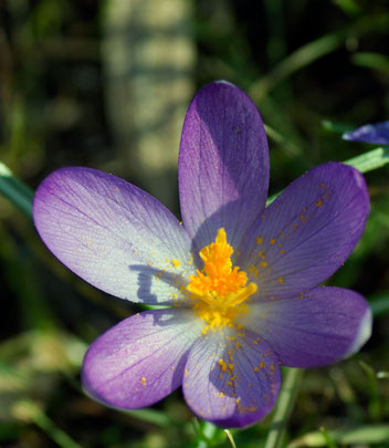 Elfenkrokus, Gartenarbeitsschule