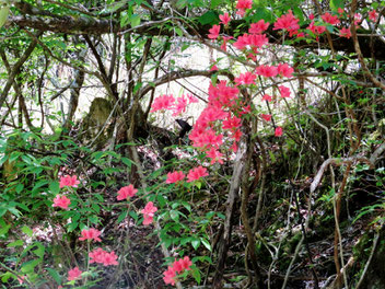 ヤマツツジで吸蜜するオナガアゲハ。