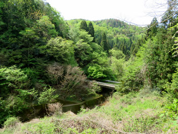 上川養鱒場奥の林道。