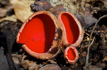 Scarlet Elf Cup Mushrooms (Sarcoscypha coccinea)