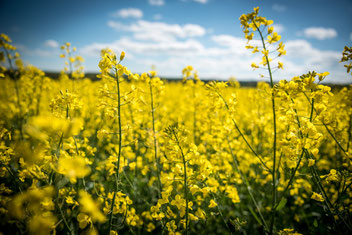Blühendes Rapsfeld