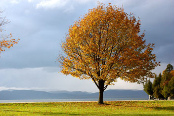 Natur Baum