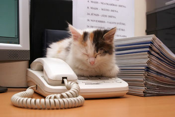 Chat le cannet