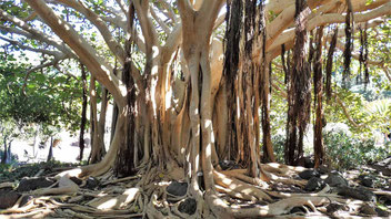 Ficus socotrana, botanischer Garten Gran Canaria