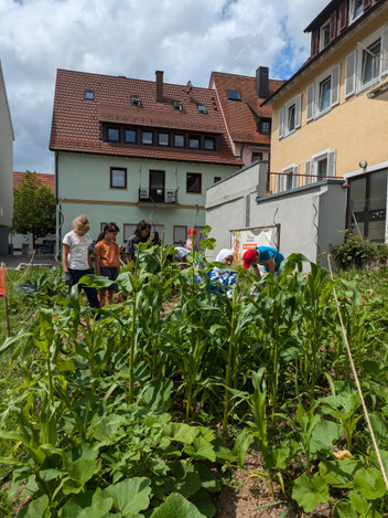 Mehrere SchülerInnen stehen zwischen hohen Pflanzen auf dem Acker.
