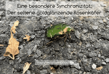 Eine besondere Synchronizität: Der seltene goldgläzende Rosenkäfer