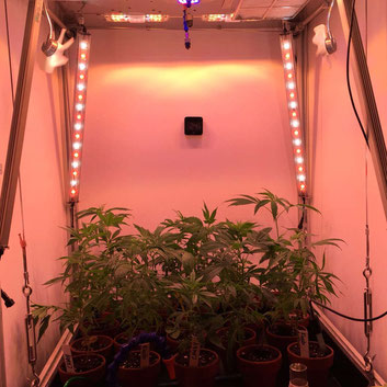 Hemp in Medicans Growmat at CannaTrade