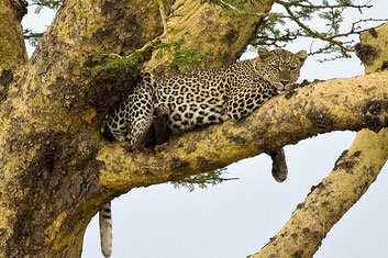 Leopardo su un Albero della febbre 