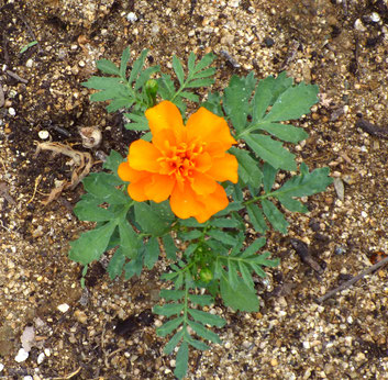 お花ちゃんが、ほほえんでます(笑)