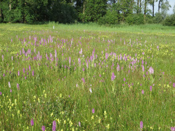 Graslandtype G6. Ontwikkeling van een Kleine zeggen-gemeenschap met o.a. Gevlekte orchis en Grote ratelaar..