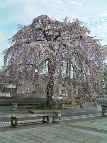 枝垂桜全体 全盲の杉浦さん撮影
