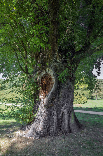 Silberahorn im Fürst-Pückler-Park in Bad Muskau